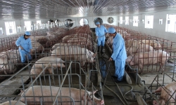Nam Định: Tăng cường các biện pháp phòng, chống dịch bệnh cho đàn vật nuôi
