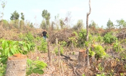 Cận cảnh vụ phá rừng quy mô lớn khu vực giáp ranh Gia Lai – Đăk Lăk