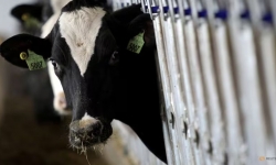 Mỹ điều tra nguy cơ virus cúm gia cầm có trong thịt bò xay