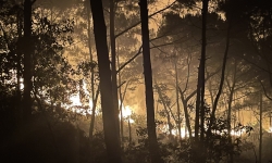 Xác định được 3 người đốt thực bì gây cháy gần 20 ha rừng ở Nghệ An