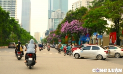 Rực rỡ sắc tím hoa bằng lăng khắp phố phường Hà Nội