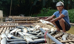 Thanh Hóa: Nguyên nhân cá chết hàng loạt trên sông Mã