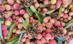Giá vải u hồng chín sớm tăng lên hơn 100.000 đồng/kg nhưng nông dân vẫn kém vui