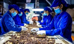 Thủ tướng Phạm Minh Chính: Kịp thời xử lý các vướng mắc trong xuất khẩu dược liệu