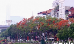 Hoa phượng vĩ khoe sắc đỏ rực rỡ khắp phố phường Hà Nội