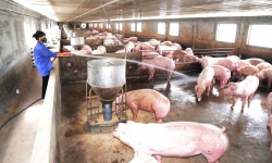 Hưng Yên: Chủ động các biện pháp bảo vệ đàn vật nuôi, thủy sản mùa nắng nóng