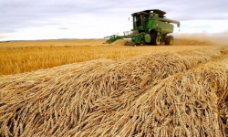 Giá lúa mì xuất khẩu của Nga tiếp tục tăng do sương giá trái mùa