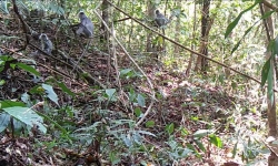Kon Tum: Đàn Voọc bạc quý hiếm xuất hiện tại Vườn Quốc gia Chư Mom Ray