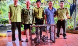 Lào Cai: Bắt được 2 con khỉ quý lạc vào vườn nhà bàn giao cho kiểm lâm