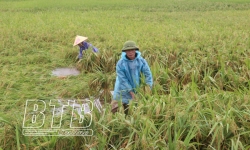 Thái Bình: Khẩn trương khắc phục ảnh hưởng của mưa với cây trồng
