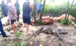 Trời mưa giông, sét đánh chết 8 con bò ở Quảng Bình