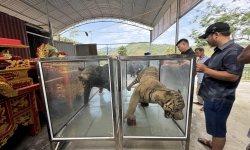 Lào Cai: Nhà đền bàn giao tiêu bản hổ và gấu cho bảo tàng  trưng bày