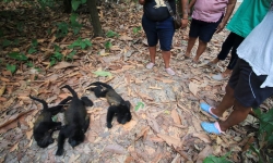 Gia súc chìm trong nước lũ ở Brazil, khỉ rú rơi chết hàng loạt vì nắng nóng ở Mexico