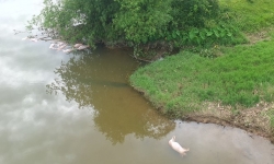 Hàng chục xác lợn chết đang trong thời kỳ phân hủy trôi nổi dưới sông ở Hà Tĩnh