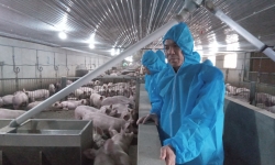 Đình chỉ hoạt động trang trại chăn nuôi lợn công nghệ cao của Công ty Agri-Vina từ ngày 30/7