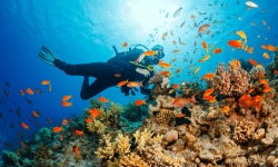 Côn Đảo dừng bơi, lặn biển để bảo vệ san hô từ ngày 1/7