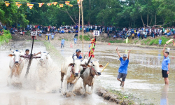 Độc đáo hội đua bò chùa Rô của đồng bào Khmer An Giang