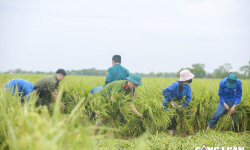 Hà Nội: Công an, dân quân, thanh niên xuống đồng giúp dân 'cứu lúa'