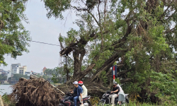 Hà Nội dự kiến có thể 'cứu' được khoảng 3 nghìn cây xanh