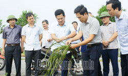 Nam Định: Huy động mọi lực lượng để tiêu úng cứu lúa, giảm thiểu thiệt hại ở mức thấp nhất