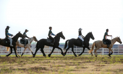 Loài ngựa cao nhất thế giới chào đời tại Vinpearl Horse Academy