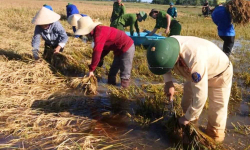 Thủ tướng Phạm Minh Chính yêu cầu nhanh chóng phục hồi sản xuất nông nghiệp sau bão số 3 và mưa lũ