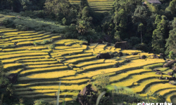 Mê đắm 'thu vàng' trên những thửa ruộng bậc thang ở Xà Phìn, tỉnh Hà Giang