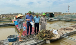 Thủ tướng chỉ đạo nhanh chóng khôi phục hoạt động sản xuất nông, lâm, thủy sản sau bão, lũ