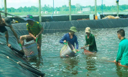 Cà Mau bổ sung xây dựng biểu tượng con tôm tại quảng trường Phan Ngọc Hiển