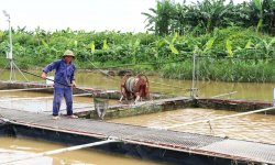 Bắc Ninh: Khuyến khích phát triển sản xuất các loài thủy sản có giá trị kinh tế cao