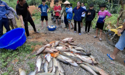 Thù hằn cá nhân, lên mạng tìm mua thuốc diệt cá trong ao nhà hàng xóm ở Nghệ An