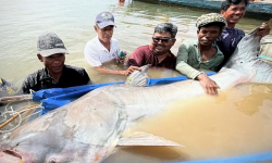 Phát hiện 6 con cá tra khổng lồ sắp tuyệt chủng trên sông Mekong