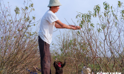 Làng đào Quảng Chính tất bật xuống lá đào chuẩn bị Tết