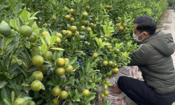 Giá quất tăng cao, thương lái tranh nhau đặt cọc sớm