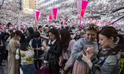 Ngại Covid-19, Nhật Bản hủy lễ hội hoa anh đào và sự kiện du lịch khác