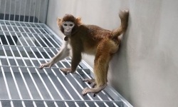 Trung Quốc nhân bản khỉ bằng phương pháp mới và những tranh cãi