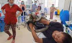Tây Ninh: Bị rắn hổ mang chúa dài 3m cắn, nạn nhân mang luôn rắn còn sống đến bệnh viện