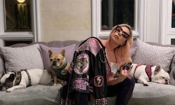 Lady Gaga đã tìm được chó cưng an toàn sau khi treo thưởng “khủng”
