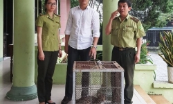 Thừa Thiên Huế: Người dân tình nguyện bàn giao cá thể mèo rừng quý hiếm cho Kiểm lâm