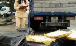 CSGT Thanh Hóa bắt xe chở lợn bẩn