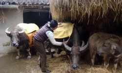 Yên Bái: 112 con gia súc chết vì rét
