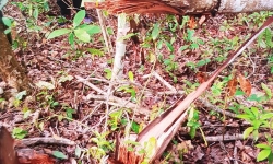 Chủ tịch tỉnh Bắc Kạn chỉ đạo xử lí nghiêm vụ phá rừng nghiêm trọng ở An Thắng