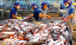 Cá tra Việt chiếm thế “thượng phong” ở thị trường Mỹ