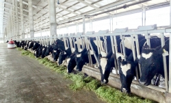 Vinamilk sản xuất sữa A2 lần đầu tiên tại Việt Nam