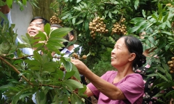 Hưng Yên: Chủ tịch tỉnh phân công lãnh đạo tham gia bán nhãn quả cho dân
