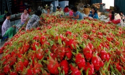 Rau quả xuất khẩu của Việt Nam mới chiếm 1% lượng nhập khẩu của EU