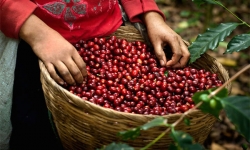 Dự báo sẽ tiếp tục xu hướng giảm giá cà phê xuất khẩu 

