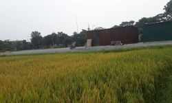Nghệ An: “Tuýt còi” việc san lấp trái phép đất nông nghiệp của Cty Trường Thi 
