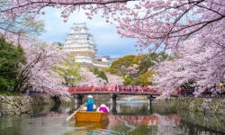 Hoa anh đào Nhật Bản nở bất thường vào mùa thu