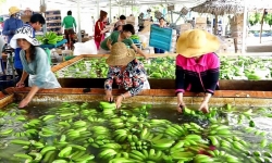 Chế biến - Lời giải cho bài toán xuất khẩu nông sản Việt